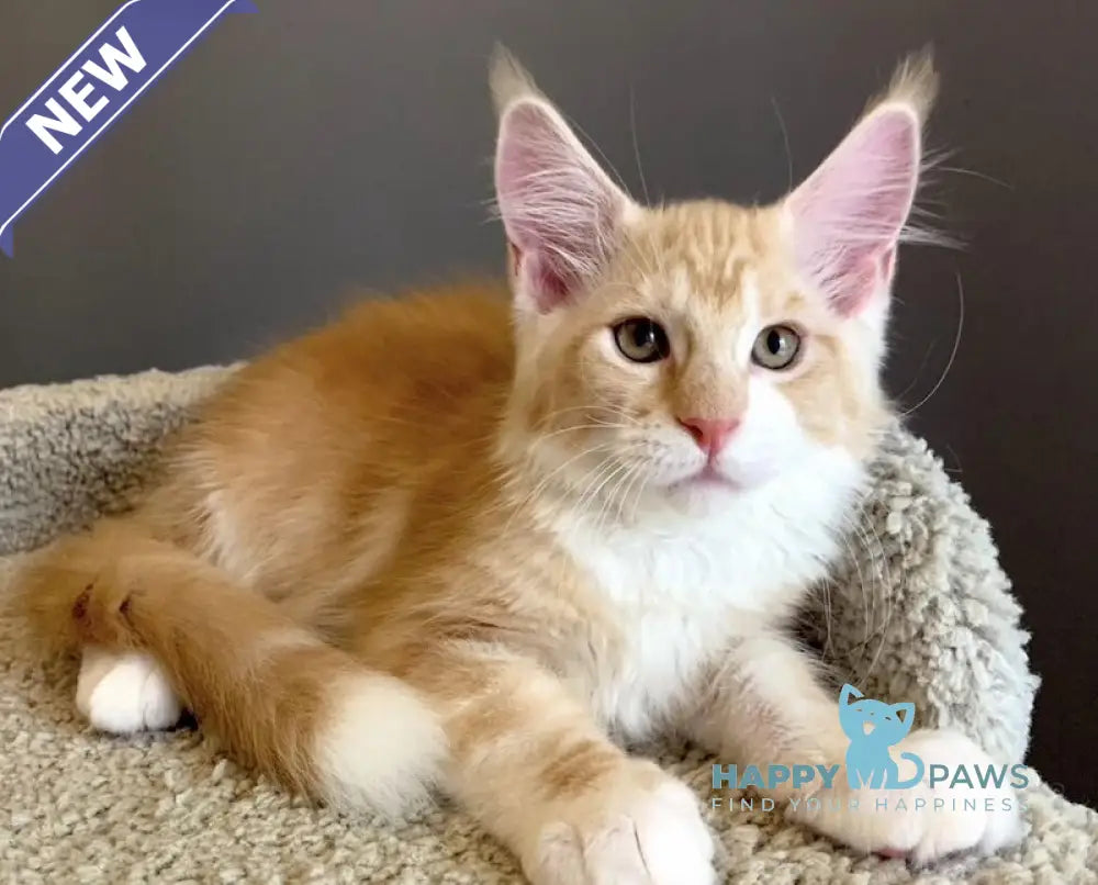 Nordic Maine Coon male red bicolour live animals