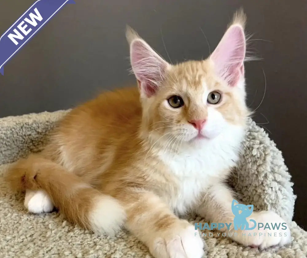 Nordic Maine Coon male red bicolour live animals
