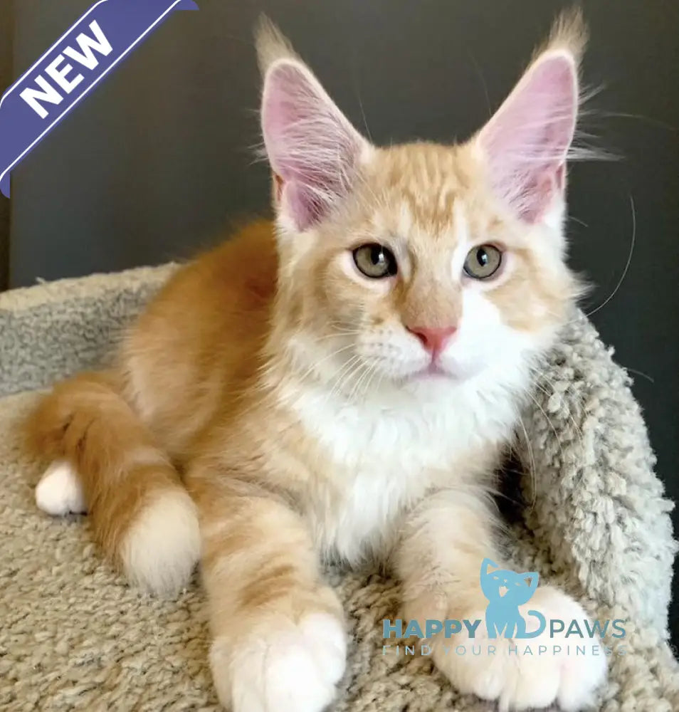 Nordic Maine Coon male red bicolour live animals