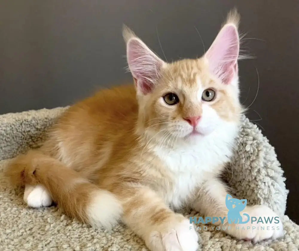 Nordic Maine Coon male red bicolour live animals