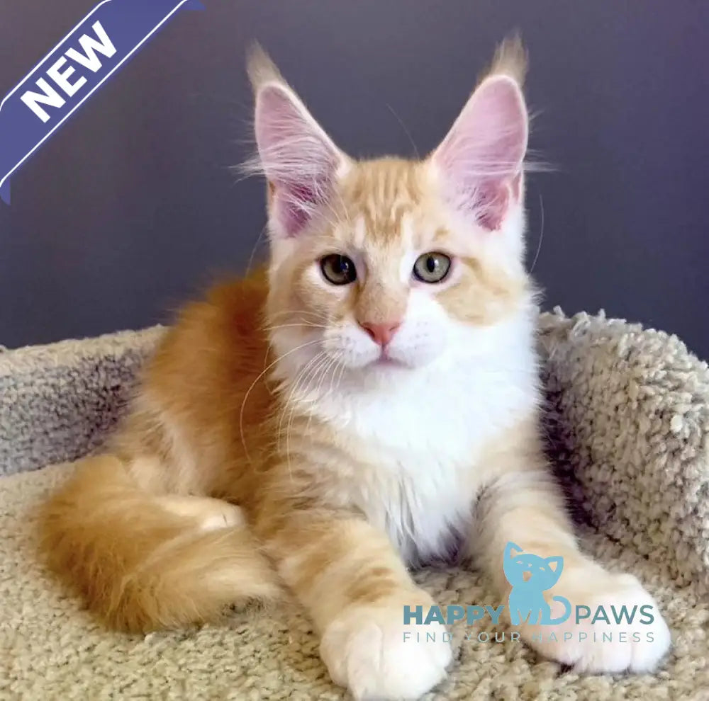 Nordic Maine Coon male red bicolour live animals