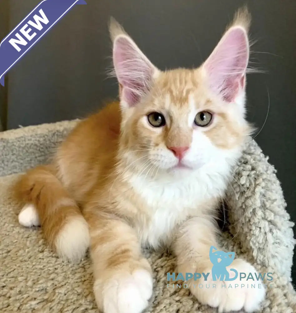 Nordic Maine Coon male red bicolour live animals