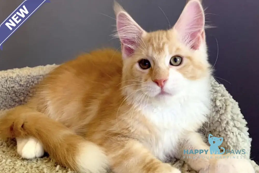 Nordic Maine Coon male red bicolour live animals
