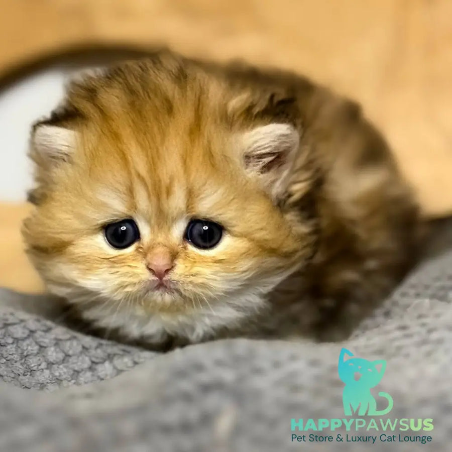 Nori Scottish Straight male black golden tabby - live animals