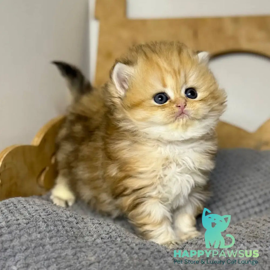 Nori Scottish Straight male black golden tabby - live animals