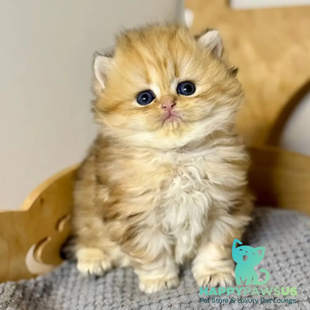 Nori Scottish Straight male black golden tabby - live animals