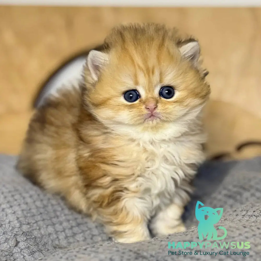 Nori Scottish Straight male black golden tabby - live animals