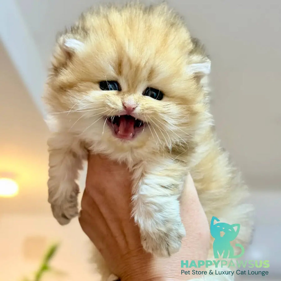 Nori Scottish Straight male black golden tabby - live animals