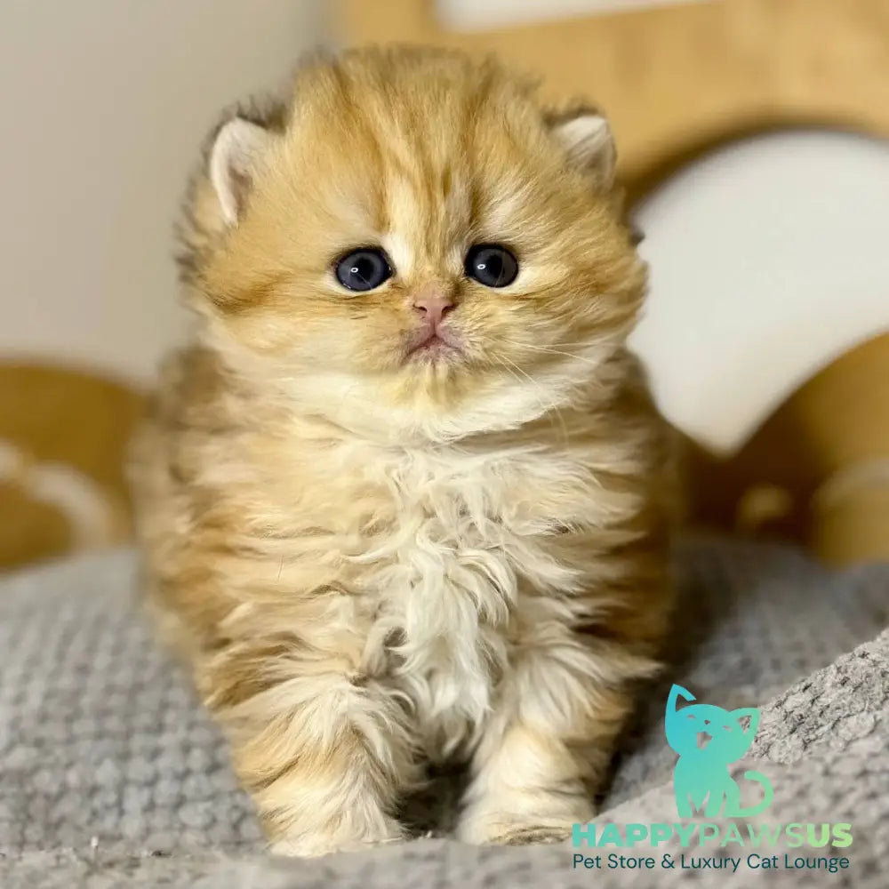 Nori Scottish Straight male black golden tabby - live animals