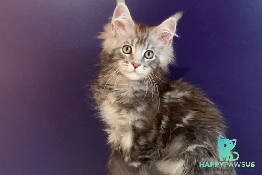 Norion Maine Coon polydactyl male black silver tabby - live animals