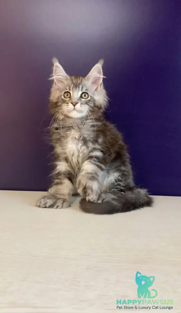 Norion Maine Coon polydactyl male black silver tabby - live animals
