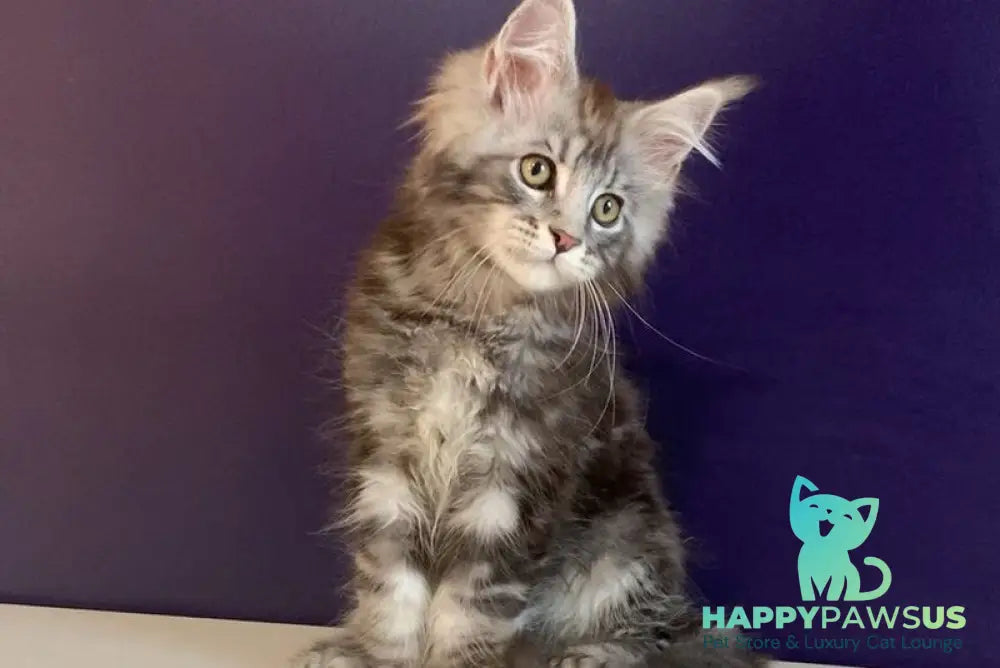 Norion Maine Coon polydactyl male black silver tabby - live animals
