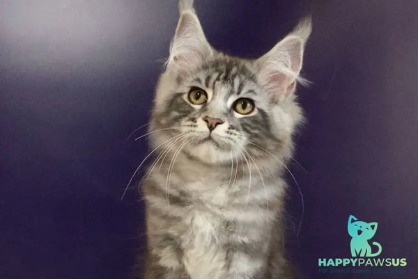 Norion Maine Coon polydactyl male black silver tabby - live animals