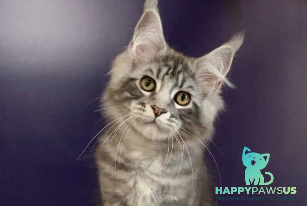 Norion Maine Coon polydactyl male black silver tabby - live animals