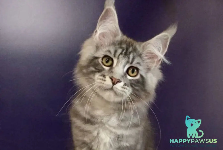 Norion Maine Coon polydactyl male black silver tabby - live animals