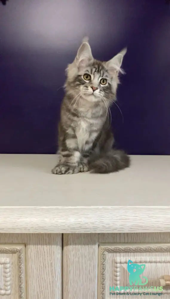 Norion Maine Coon polydactyl male black silver tabby - live animals