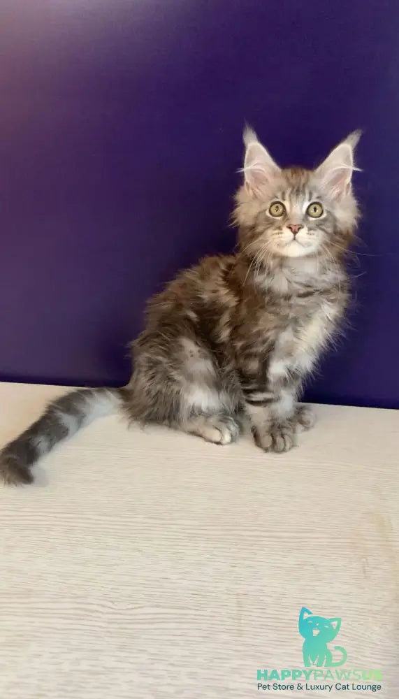 Norion Maine Coon polydactyl male black silver tabby - live animals