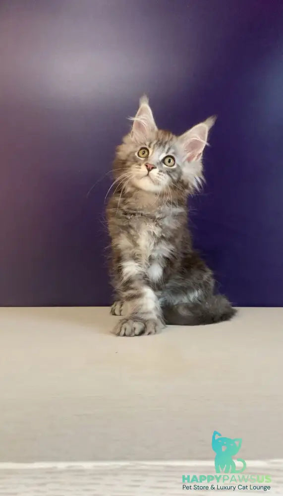 Norion Maine Coon polydactyl male black silver tabby - live animals