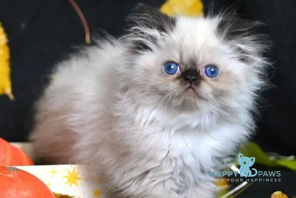 Noris Persian male black pointed live animals