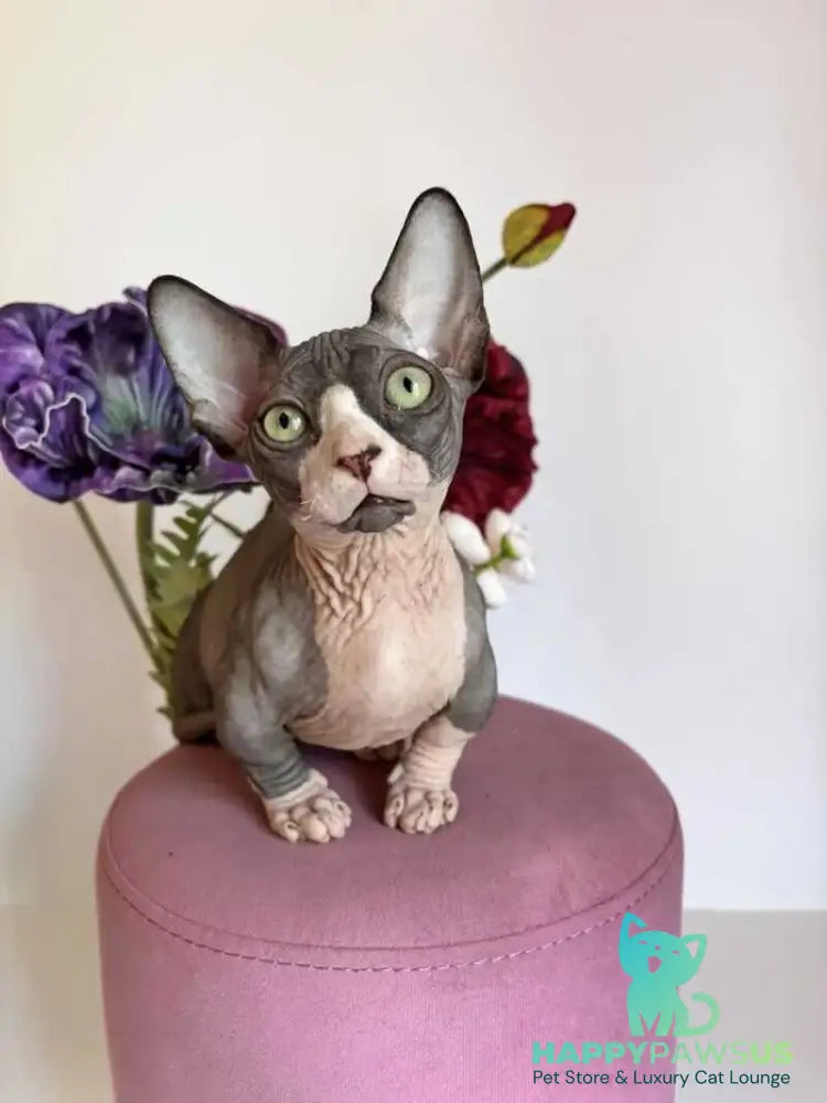 Norman Bambino male black bicolour - live animals