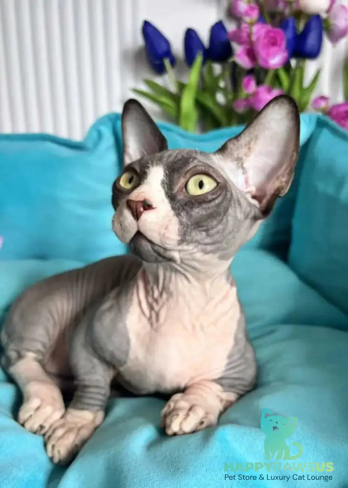 Norman Bambino male black bicolour - live animals