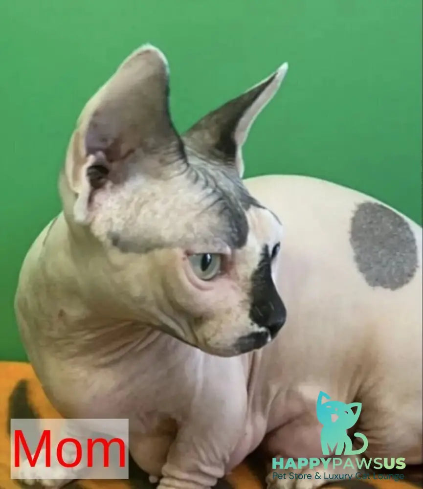 Norman Bambino male black bicolour - live animals