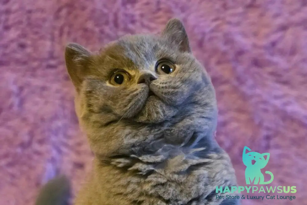 Norman British Shorthair male blue live animals