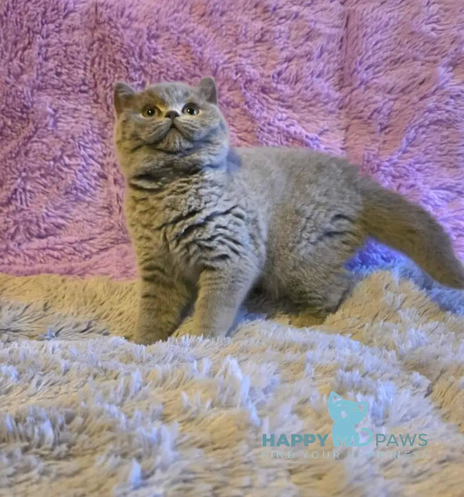 Norman British Shorthair male blue live animals