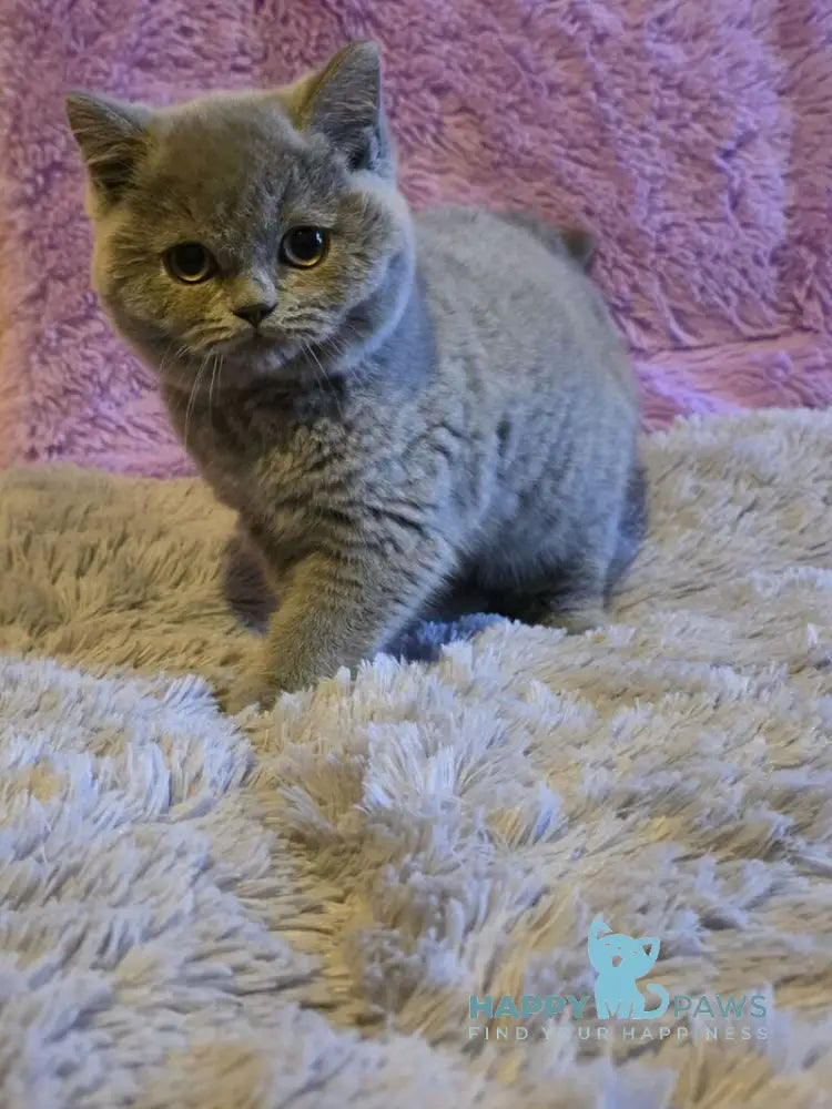 Norman British Shorthair male blue live animals