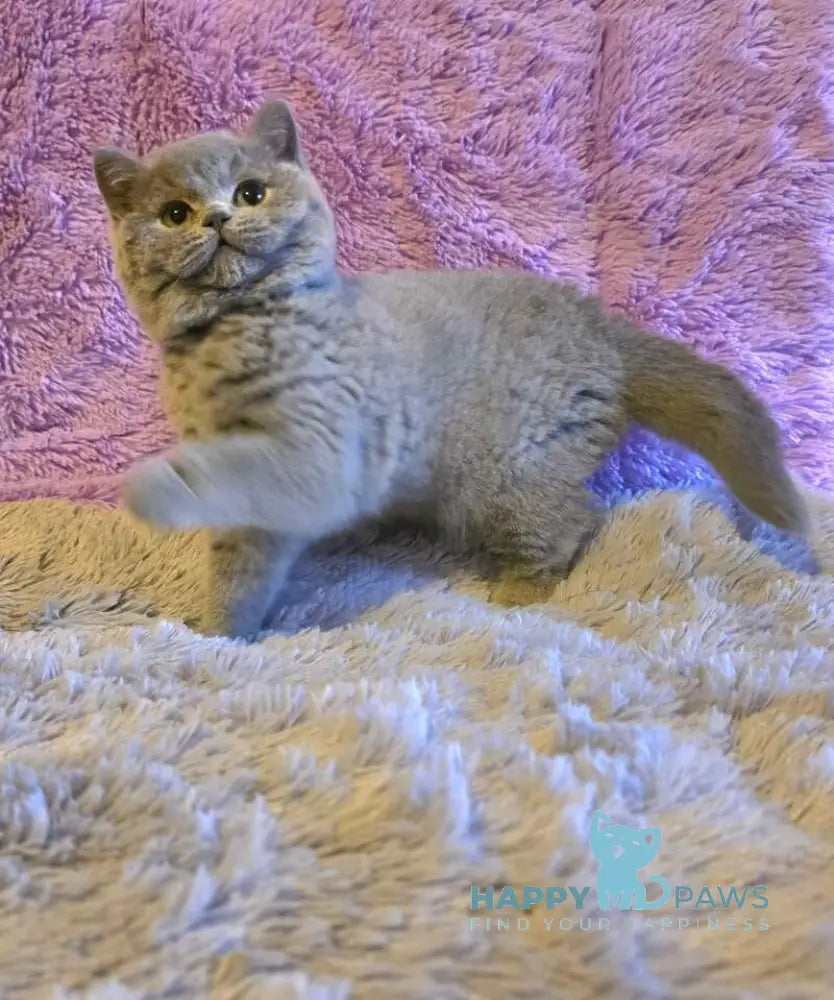 Norman British Shorthair male blue live animals