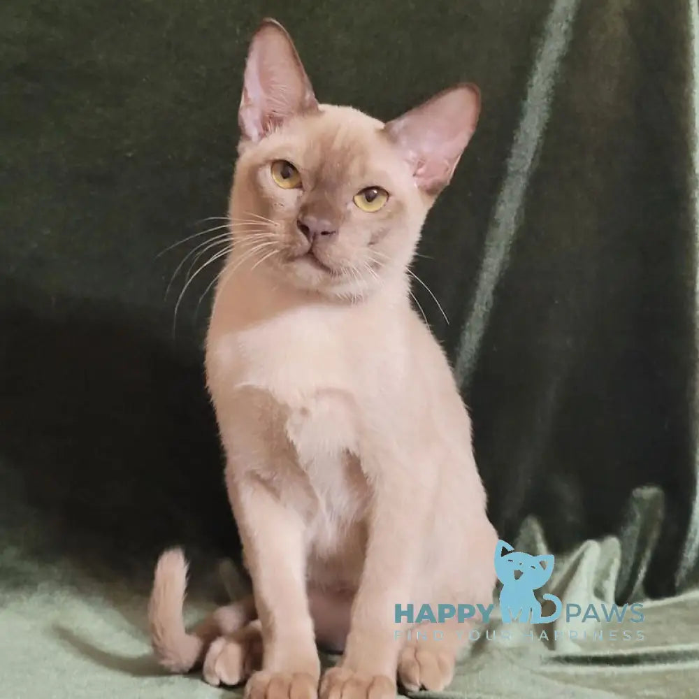 Norman Burmese male chocolate live animals