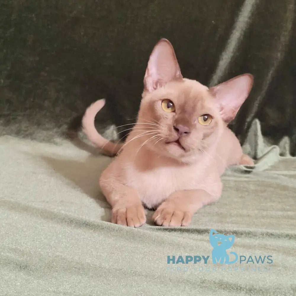 Norman Burmese male chocolate live animals