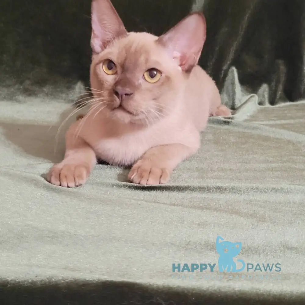 Norman Burmese male chocolate live animals