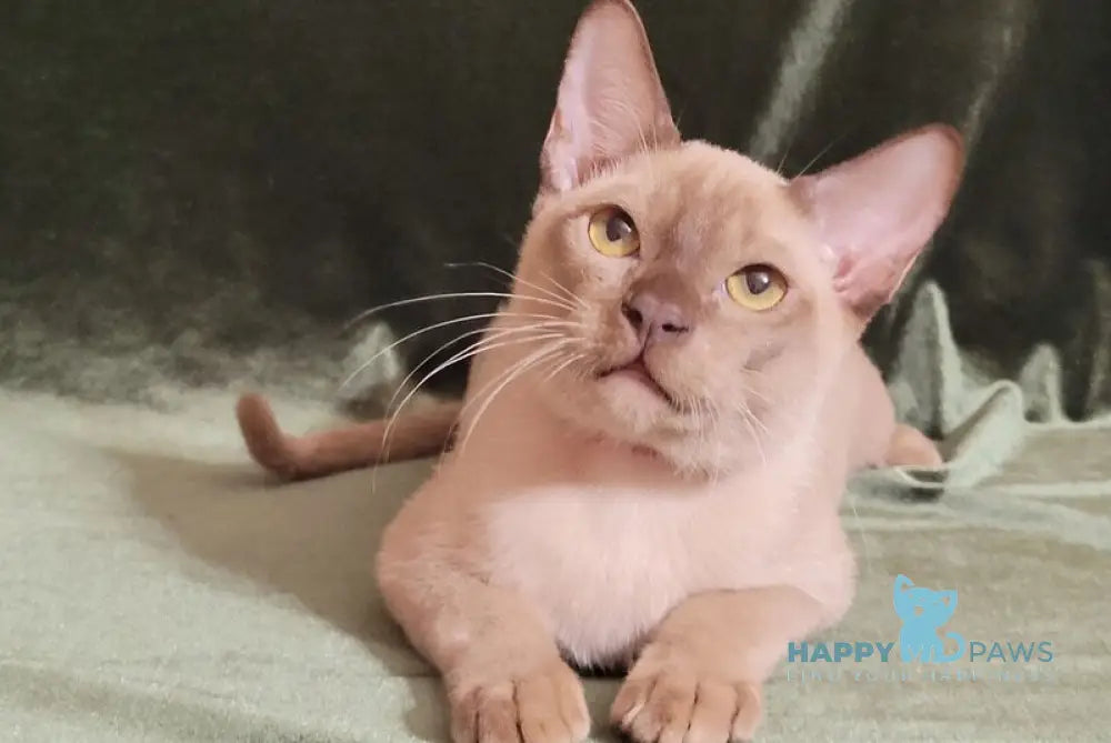 Norman Burmese male chocolate live animals