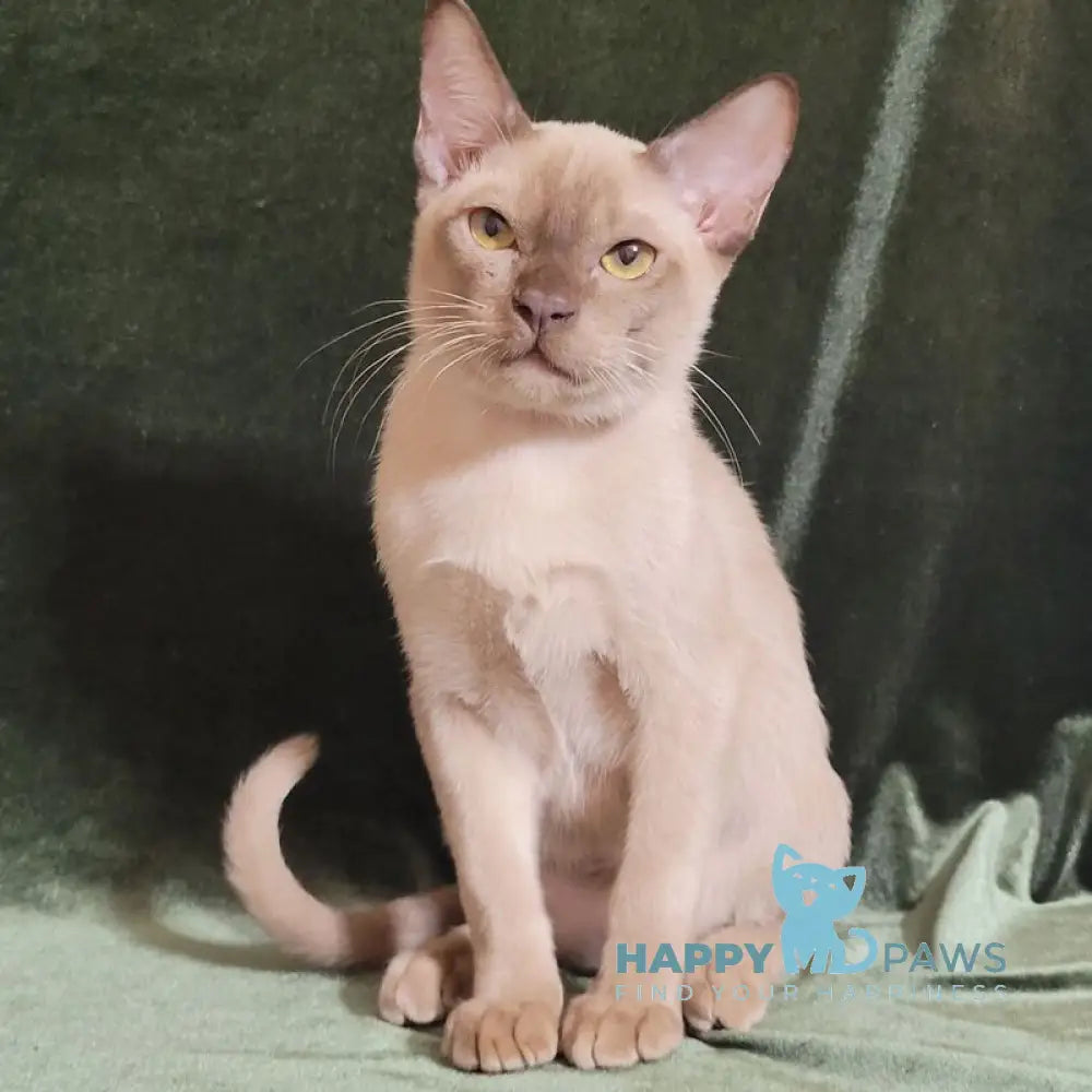 Norman Burmese male chocolate live animals