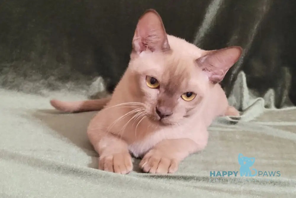 Norman Burmese male chocolate live animals