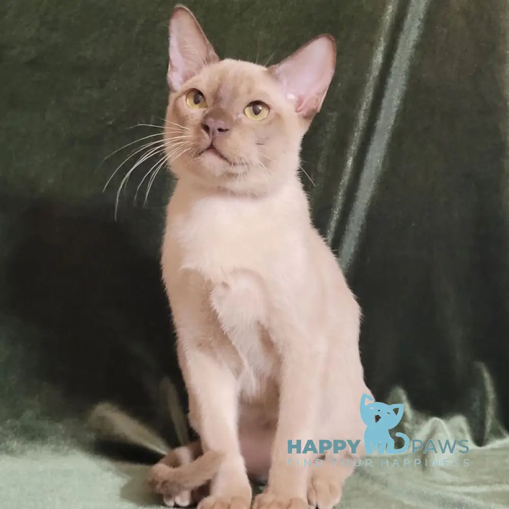 Norman Burmese male chocolate live animals