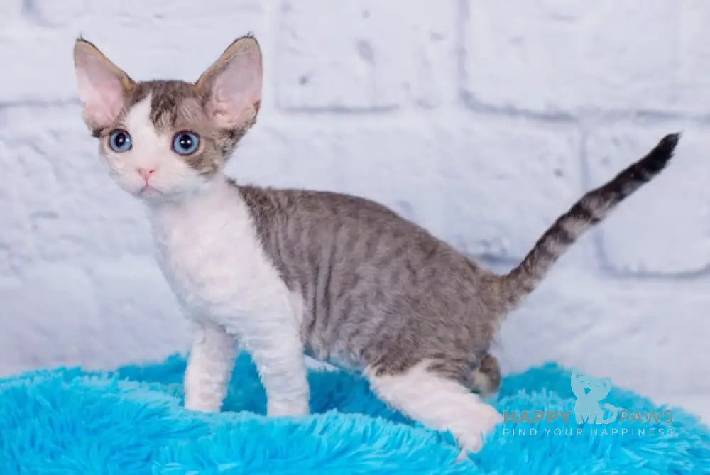 Norman Devon Rex male black tabby bicolour live animals