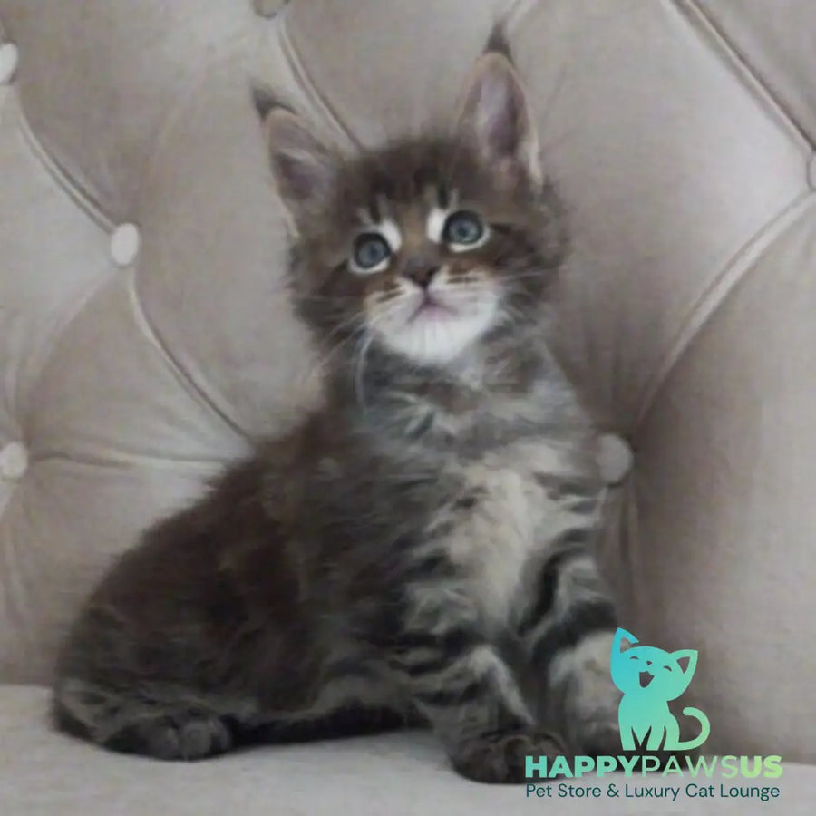 Norman Maine Coon male black tabby - live animals