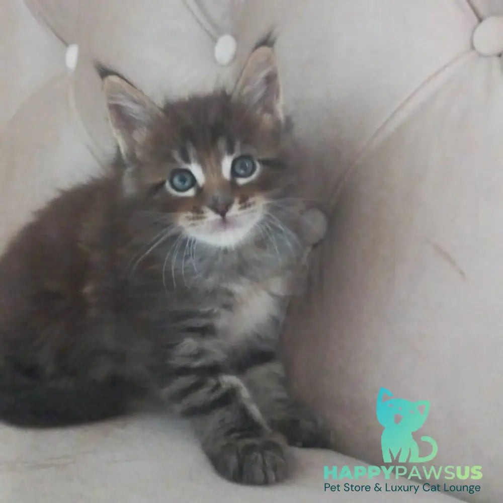 Norman Maine Coon male black tabby - live animals