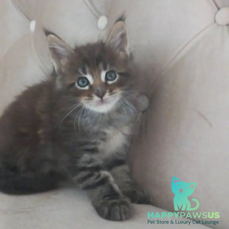 Norman Maine Coon male black tabby - live animals