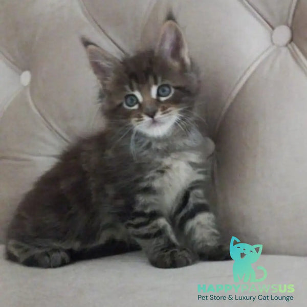 Norman Maine Coon male black tabby - live animals