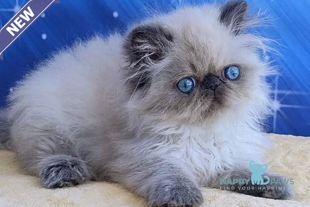 Norman Persian male blue pointed live animals