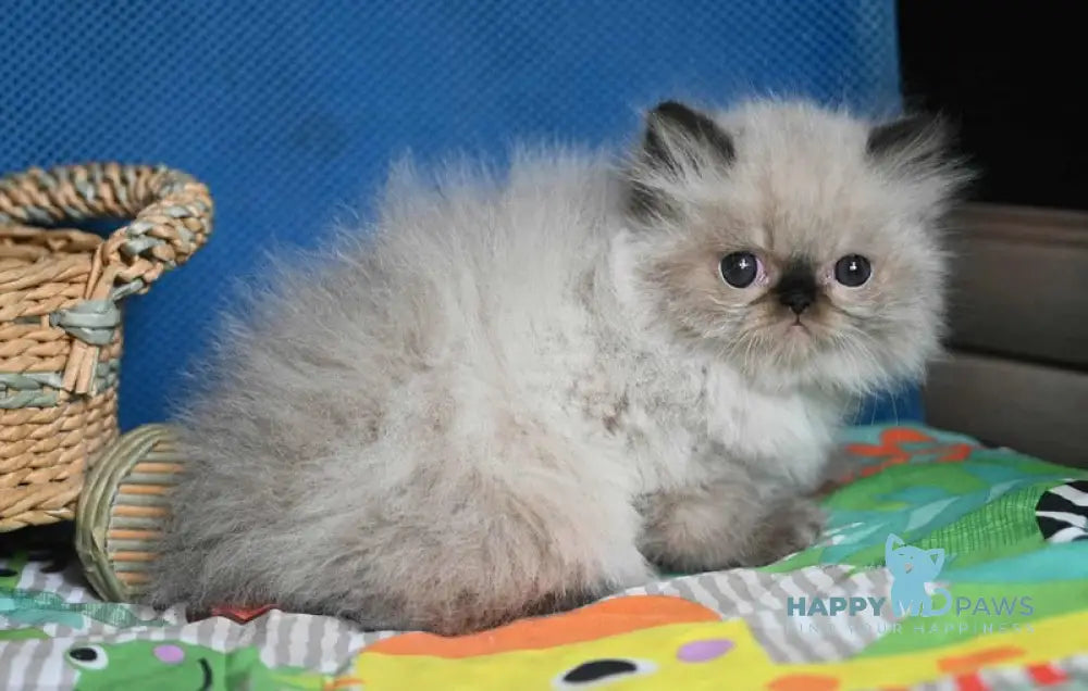 Norman Persian male seal pointed live animals