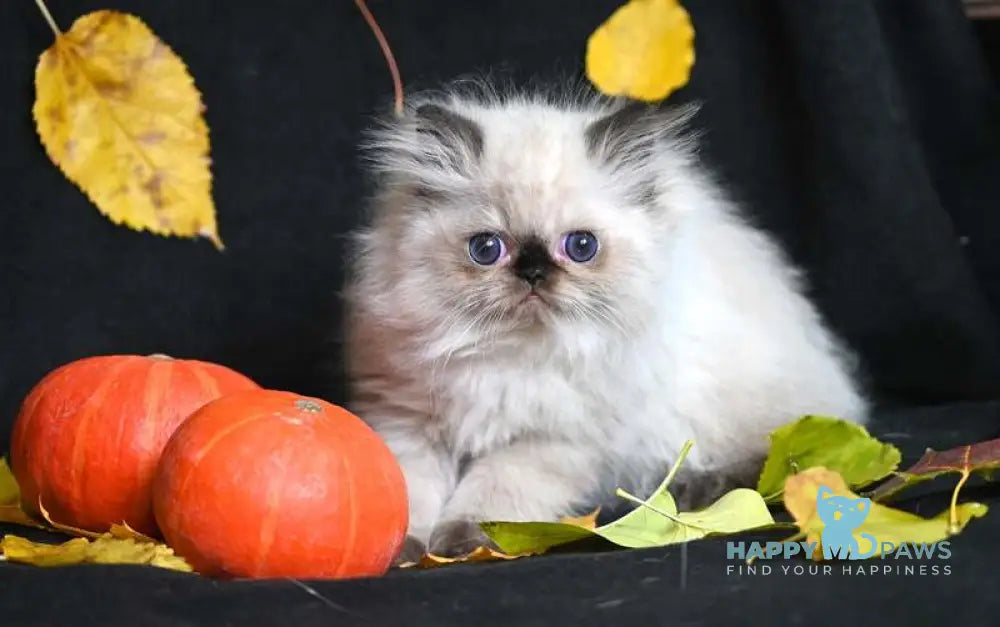 Norman Persian male seal pointed live animals