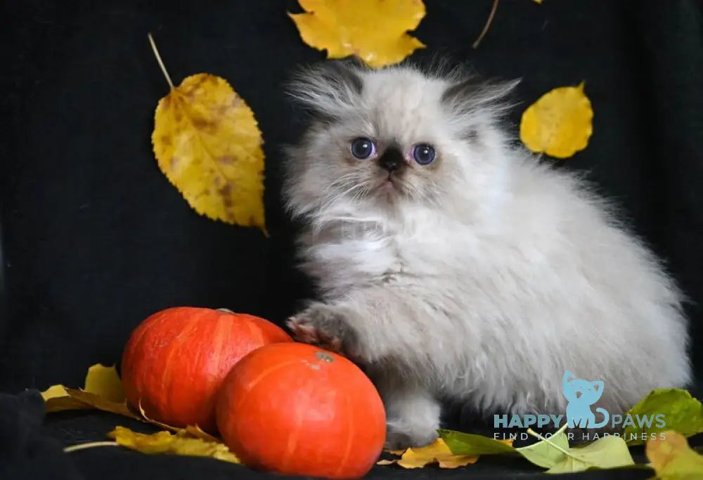 Norman Persian male seal pointed live animals