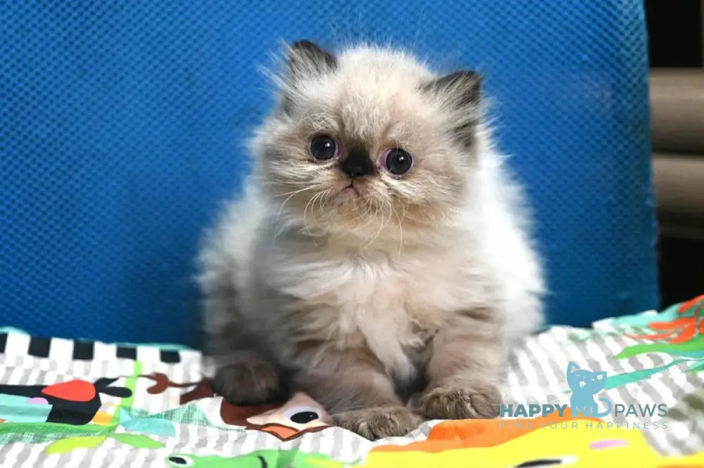 Norman Persian male seal pointed live animals