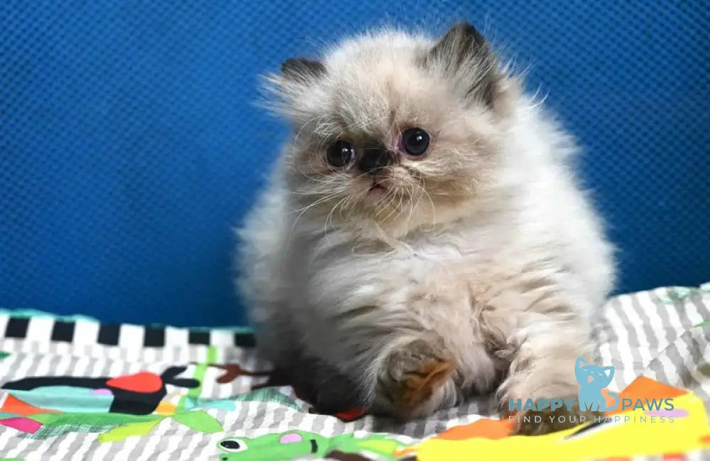 Norman Persian male seal pointed live animals