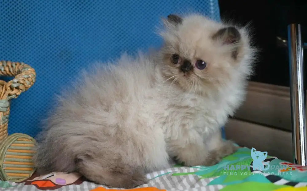 Norman Persian male seal pointed live animals