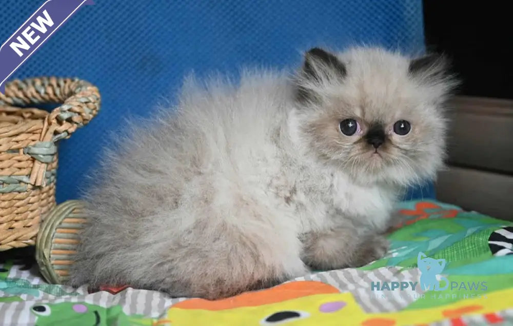 Norman Persian male seal pointed live animals